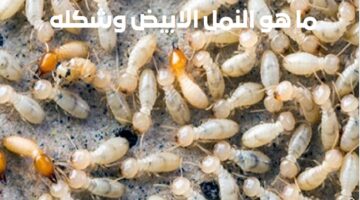 ما هو النمل الابيض؟!.. شكله ومدى ضرره وفوائده