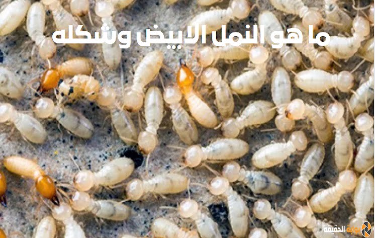 ما هو النمل الابيض؟!.. شكله ومدى ضرره وفوائده
