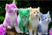 اسماء قطط ذكور مصرية